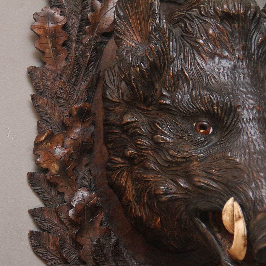 Antique Early 20th Century black forest wild boars head