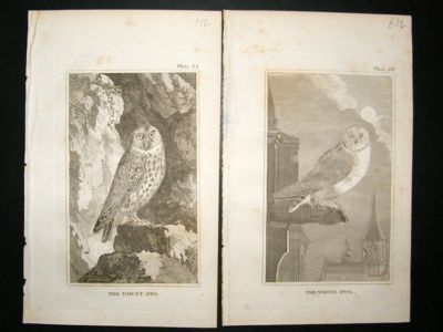 Birds: 1812/1901 Lot of 75 Antique Prints.
