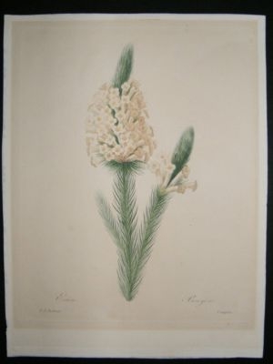 Botanical Prints: 1697/1915 Lot of 200 . Including Redoute Choix.