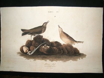 Audubon Havell: C1830 Brown Lark. Folio 1st Edition. Ha