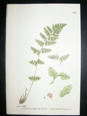 Botanical Print 1899 Brittle Bladder Fern, Sowerby Hand