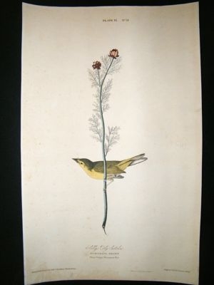 Audubon Havell: C1830 Selby's Fly Catcher. Folio 1st Ed