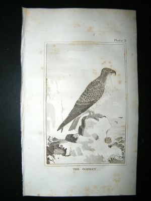 Bird Print: 1812 Osprey, Buffon