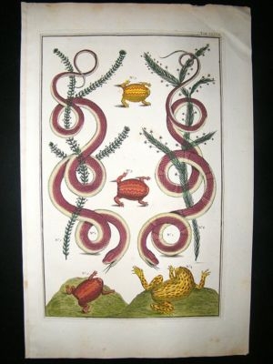 Albertus Seba: C1750 Snakes & Frogs 37. Folio Hand Col Print