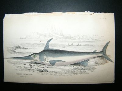Jardine: C1840 Common Sword Fish, Hand Col Print