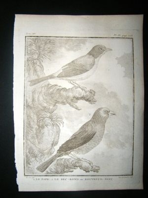 Bird Print: C1775 Bullfinch, Buffon Copper Plate