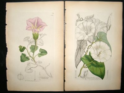 Sowerby: C1835 Lot of 200  Hand Coloured Botanical Prints