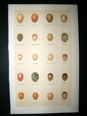 Seebohm 1896 Antique Bird Egg Print. Warblers