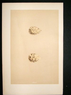 Bird Egg Print 1875 Ringed Dotterel, Morris Hand Col