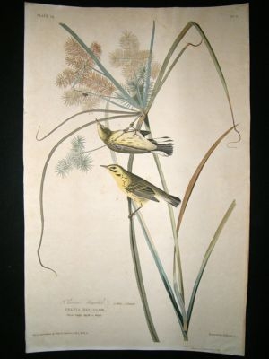 Audubon Havell: C1830 Prairie Warbler. Folio 1st Editio