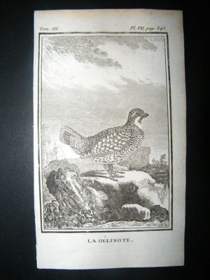 Bird Print: 1772 Grouse, Buffon Copper Plate