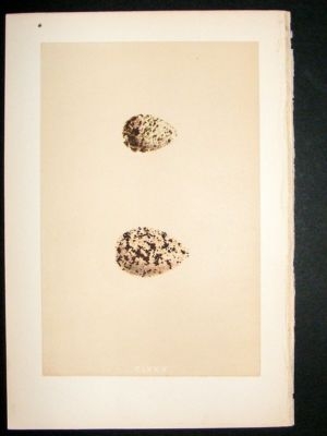 Bird Egg Print 1875 Curlew Sanpiper, Morris Hand Col