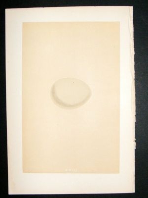 Bird Egg Print 1875 Goshawk, Morris Hand Col