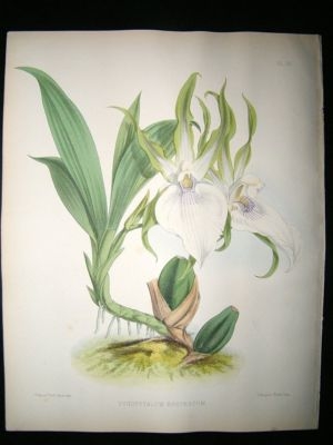 Fitch And Warner Orchid Album: 1880's Zygopetalum Rostratum 78. Hand Coloured, B
