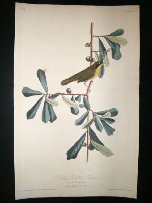 Audubon Havell: C1830 Roscoe's Yellow Throat. Folio 1st