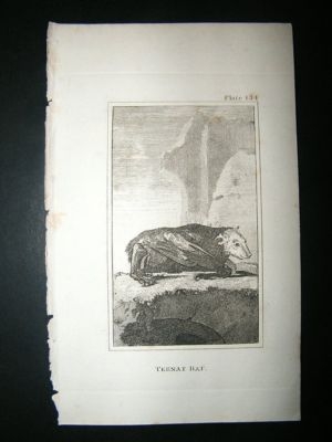 Tebnat Bat: 1812 Copper Plate, Buffon Print
