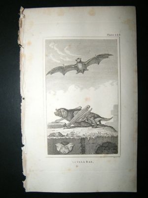 Guyana Bat: 1812 Copper Plate, Buffon Print