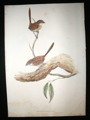 Gould Birds of Australia: c1860 Striated Wren. Folio