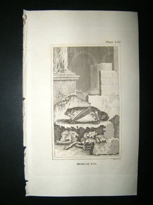 Senegal Bat: 1812 Copper Plate, Buffon Print