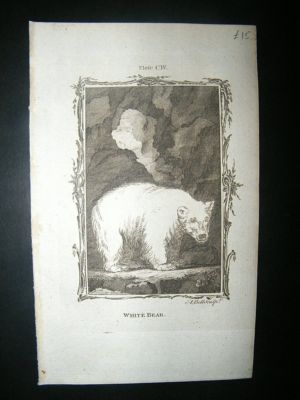 Buffon: 1785 Polar Bear, Antique Print