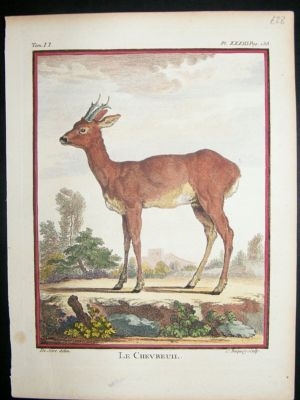 Buffon: C1770 Roe Deer, Hand Colored Print