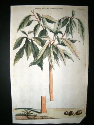Commelin 1697 Hand Col Botanical. Prunus Javanica Atriplicis 74