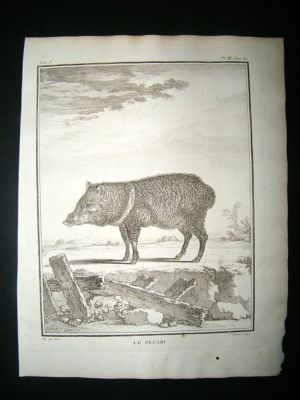 Buffon: C1770 Peccary Pig, Antique Print