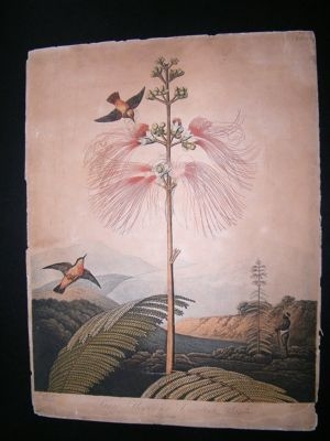 Thornton Temple of Flora 1799 Sensitive Plant Botanical