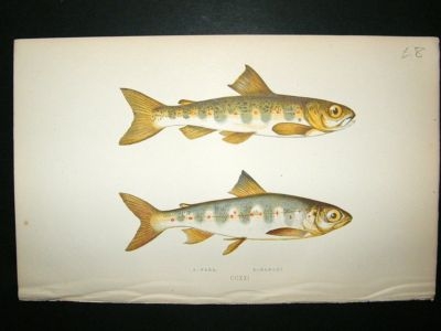 Fish Print: 1869 Parr and Samlet, Couch