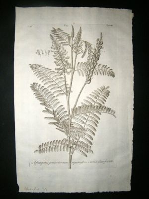 Dillenius 1774 Folio Botanical Print. Astragalus 29