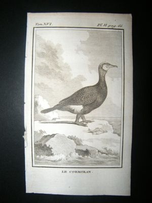 Bird Print: 1781 Cormorant Duck, Buffon Copper Plate
