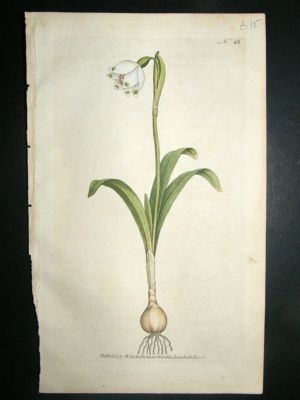 Botanical Print 1787 Spring Snow-Flake #46, Curtis hand