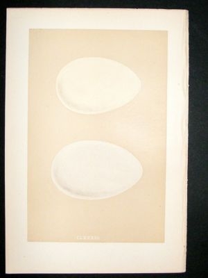 Bird Egg Print 1875 Bean Goose, Morris Hand Col