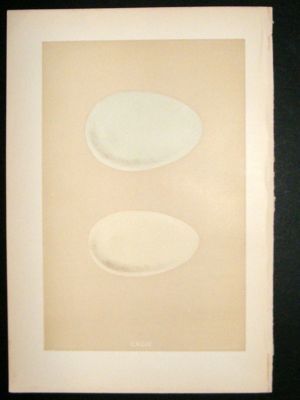 Bird Egg Print 1875 Eider & King Duck, Morris Hand Col