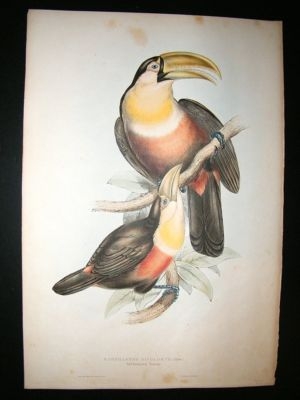 Gould Family of Toucans: 1835 Red Breasted Toucan Folio