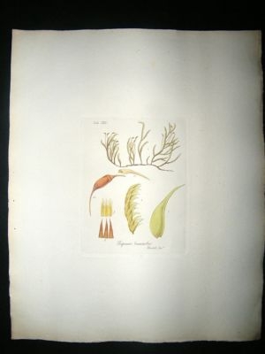 Botanical Print: 1818 Mosses, Hypnum Teniurostre, Hooke