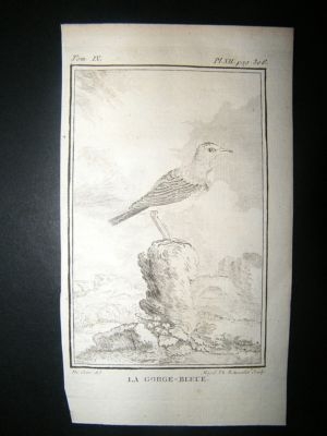 Bird Print: 1779 Blue Throat, Buffon Copper Plate