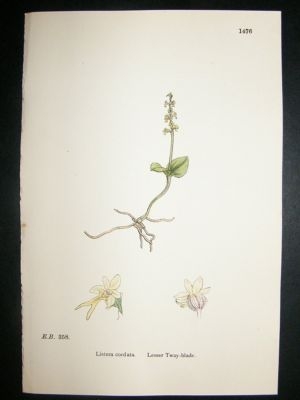 Botanical Print 1899 Lesser Tway-Blade Orchid, Sowerby
