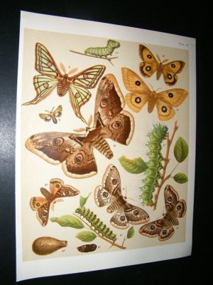 Kirby 1907 Saturniidae Emperor Moths etc 30. Antique Print