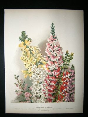 Wright: C1900 Botanical Print. Ericas and Epacrises