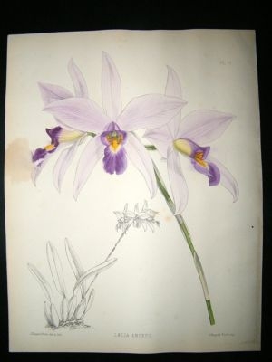 Fitch And Warner Orchid Album: 1880's Laelia Anceps 75. Hand Coloured, Botanical