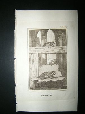 Bull Dog Bat: 1812 Copper Plate, Buffon Print