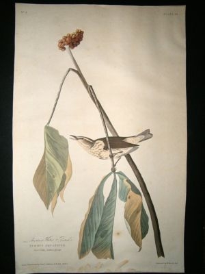 Audubon Havell: C1830 Louisiana Water Thrush. Folio 1st