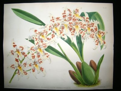 Fitch And Warner Orchid Album: 1880's Odontglossum Andersonianum 35. Hand Colour