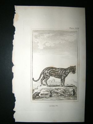Ocelot: 1812 Copper Plate, Buffon Print