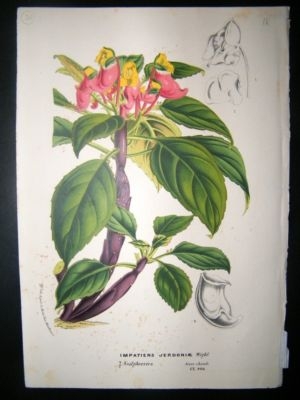 Botanical Print: C1850 Impatiens Jerdoniae, Van Houtte