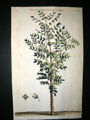 Commelin 1697 Hand Col Botanical. Guaiacum Americanum 88
