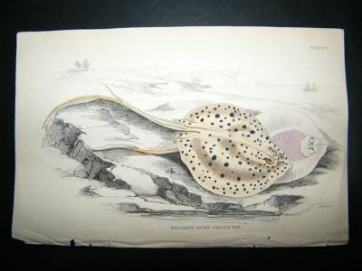 Fish,Halgans Spine Tailed Ray: C1840 HC, Jardine