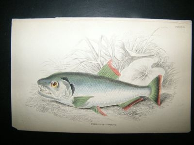 Jardine: C1840 Hydrocyon Armatus Fish, Hand Col