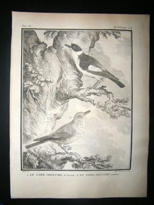 Bird Print: C1775 Grey Fly Catcher, Buffon Copper Plate